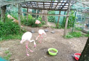 印西市　瀧水寺　白鳥