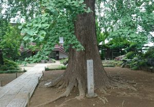 真言宗　豊山派　法林寺　名戸ヶ谷1016　正門　伝説の大銀杏